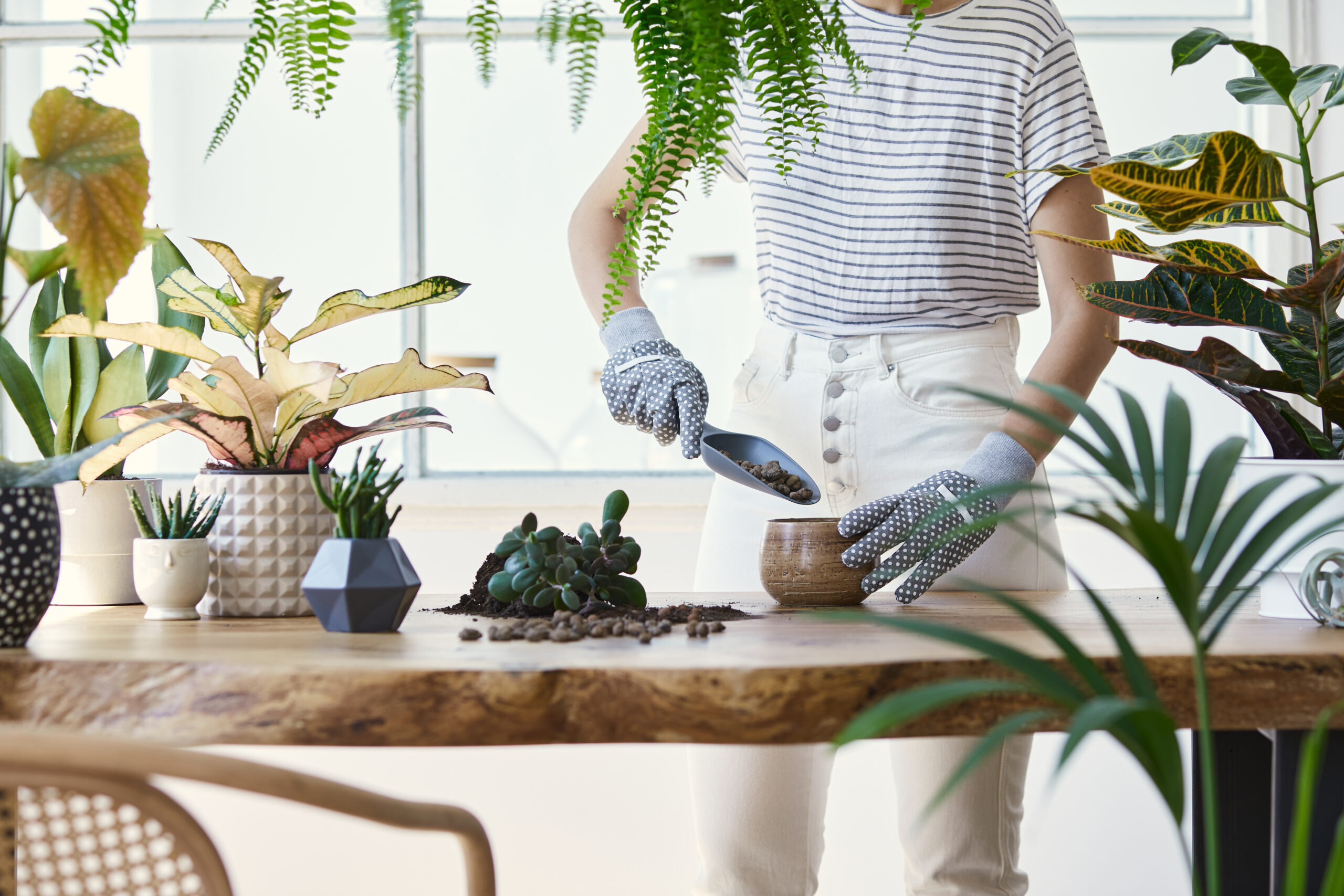 How to Choose Indoor Plants for Your Home