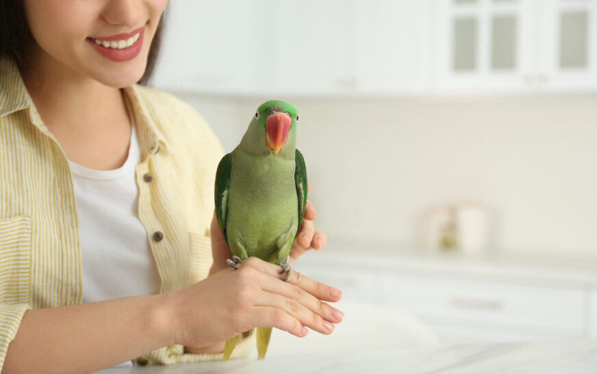 How to Take Care of Pet Birds at Home
