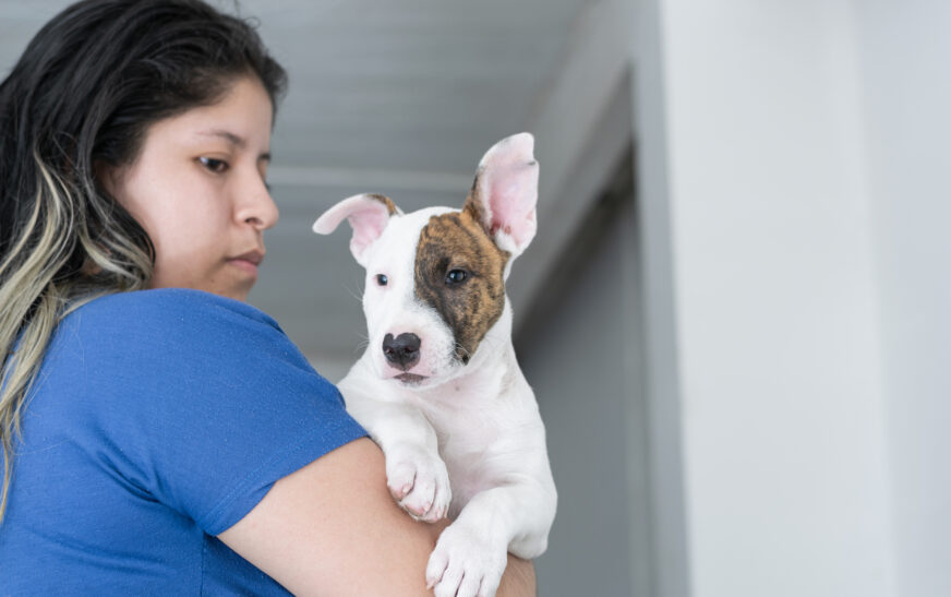 How to Adopt a Pet Responsibly