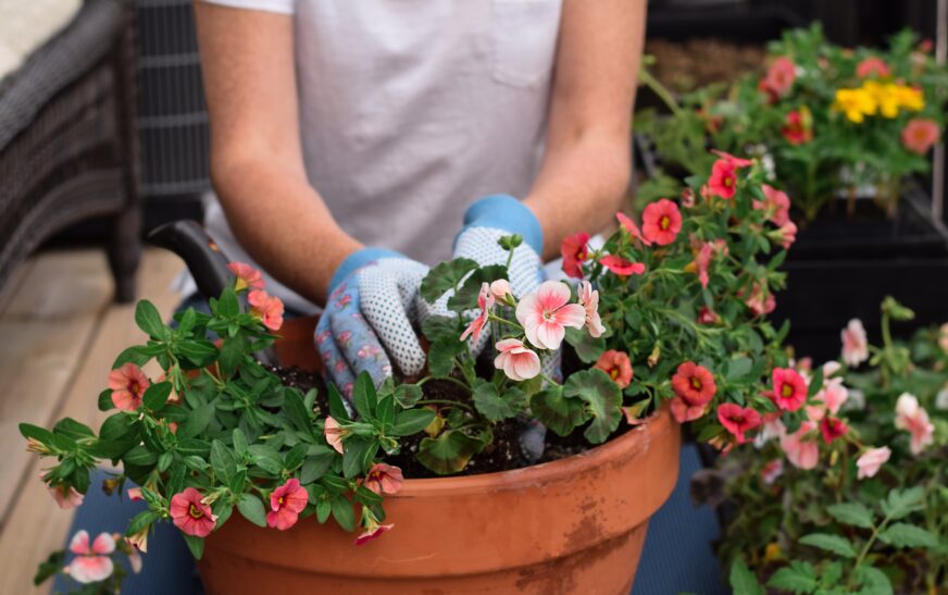 How to Grow Flowers in Pots at Home