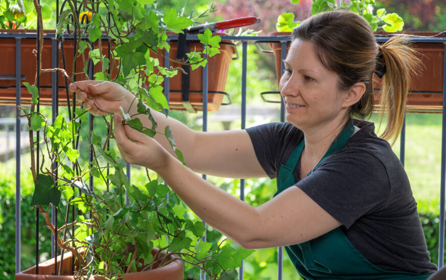 How to Grow Climbing Plants at Home