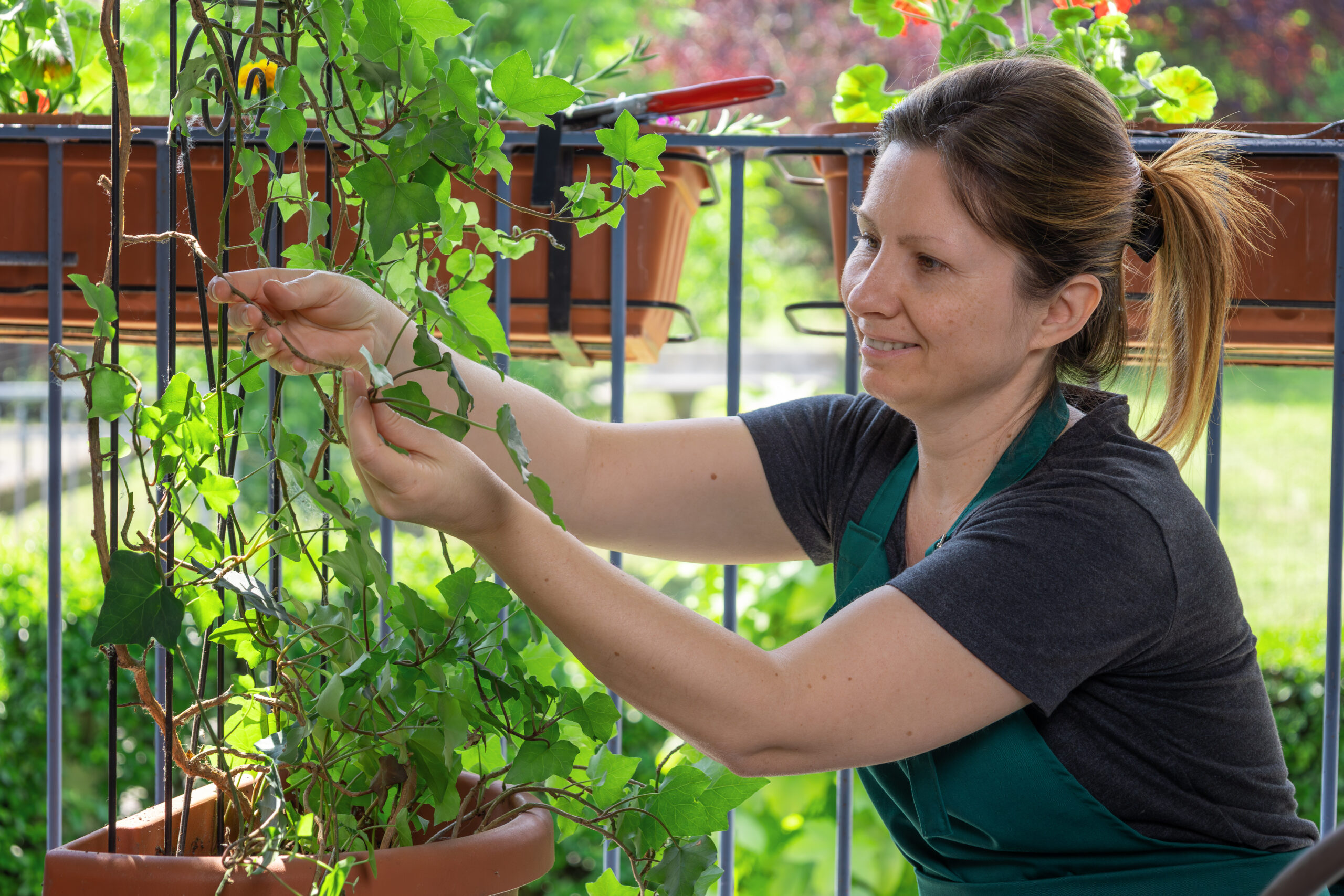 How to Grow Climbing Plants at Home