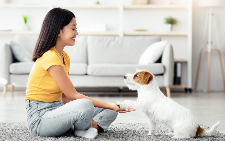 How to Train a Puppy at Home