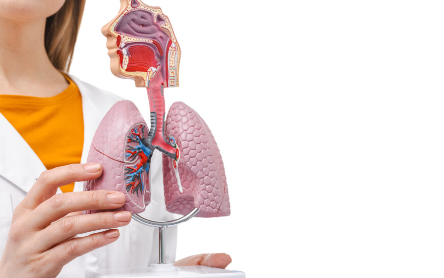 How to Understand the Respiratory System