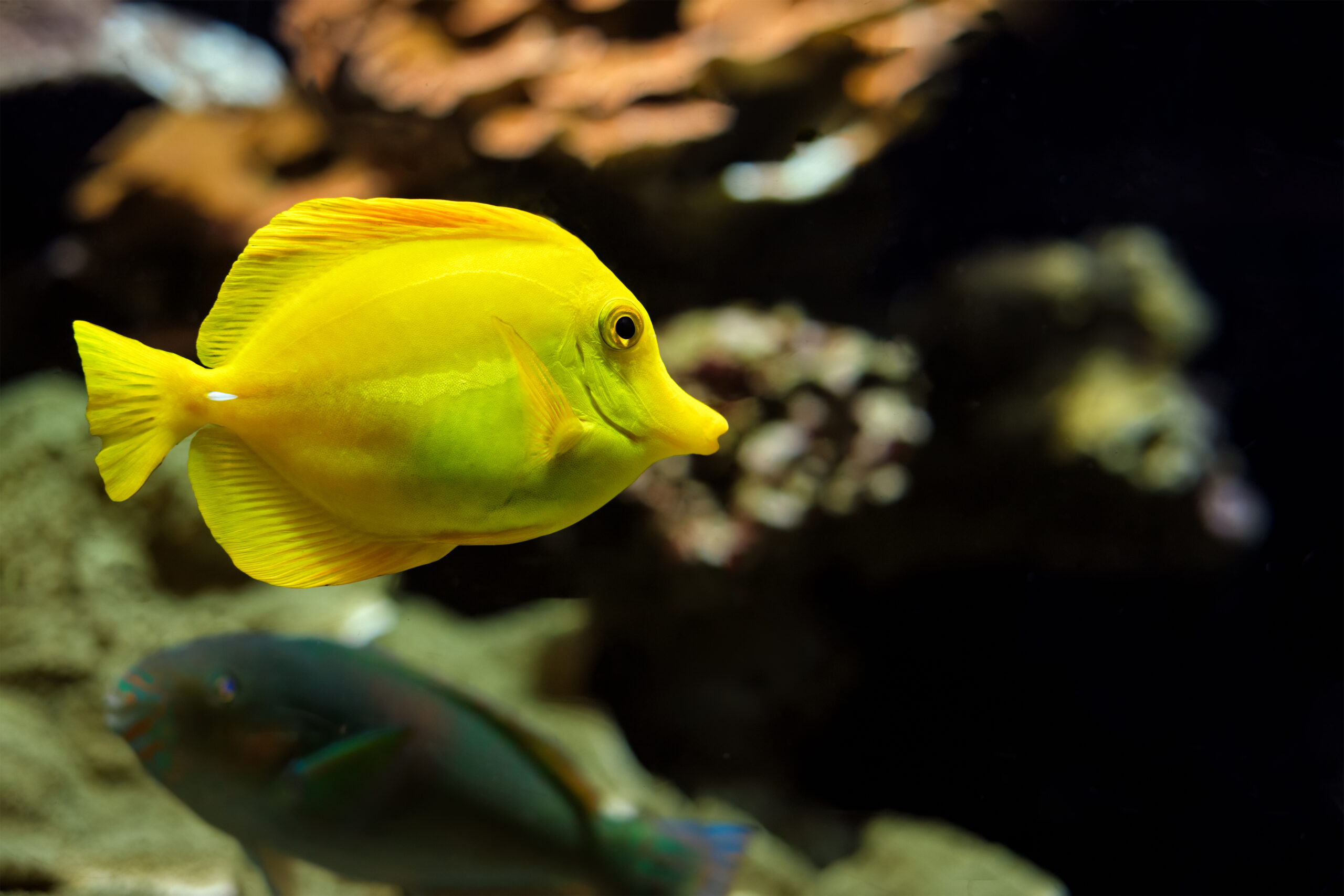 How to Choose Compatible Fish for Your Tank