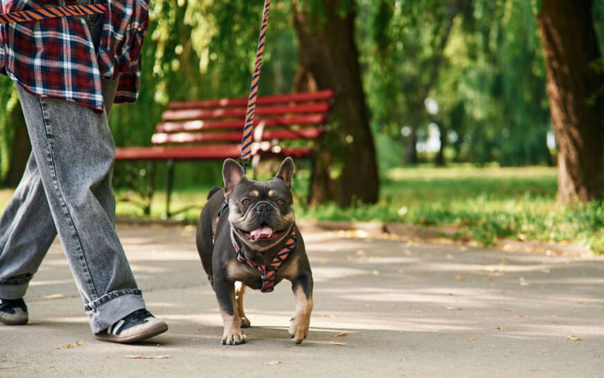 How to Train Your Dog to Walk on a Leash